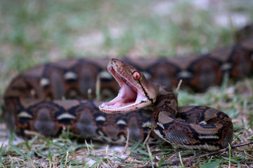 Python snake opening its mouth to fight in the garden