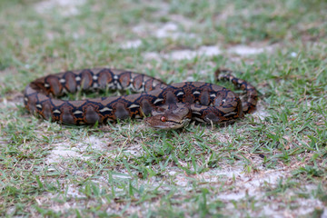 Python snake on the grass in the garden.