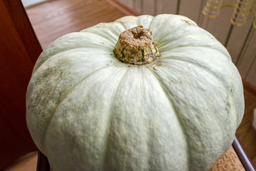 pumpkin is big