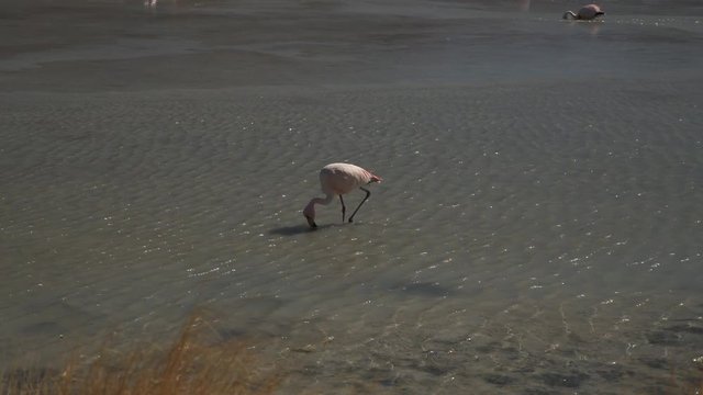 Flamingos in Bolivia lake