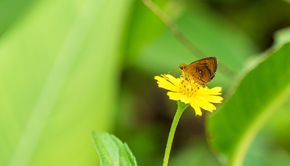 butterfly and Creeping daisy