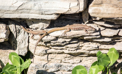 Two Lizards on the Rocks