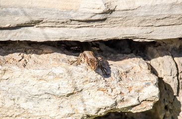 Leaping Lizard Looking at you on the Rock