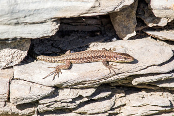 Leaping Lizard on the Rock