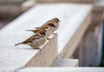 Three Sparrows Getting Ready To Fly