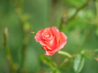old rose