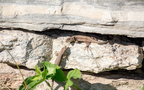 Two Lizards Looking at each other on the Rock