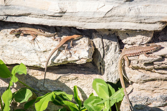 Three Leaping Lizards Lying on the Rocks