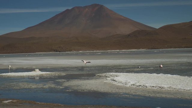 Wide, flamingos in Bolivia landscape