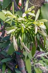 bouquet de gousses juvéniles et fleurs de vanille 