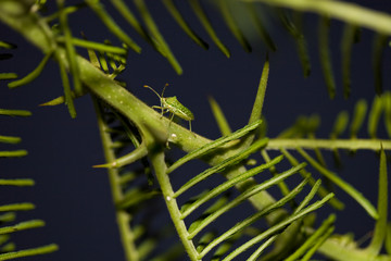 Little Insect