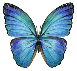 Butterfly watercolor illustration