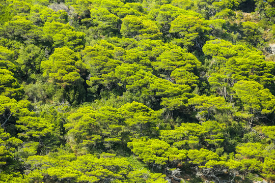 Aerial View Of Green Treetops