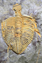 trilobite fossil texture