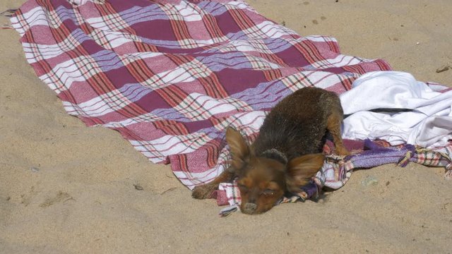 Toy Terrier swims in the sand after swimming. He does this in order to warm up more quickly. Sand takes water and falls. After the dog heats up in the sun and trembles.