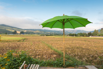 Green umbrella with field