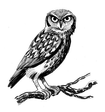 Ink illustration of an owl sitting on a tree