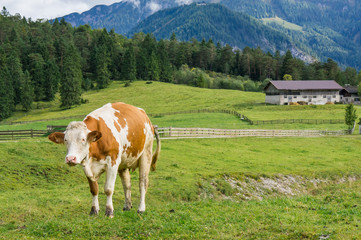 Fototapeta na wymiar Alpine orange and white cow at the pasture. Tirol, Austria.