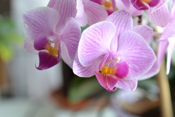 orchid