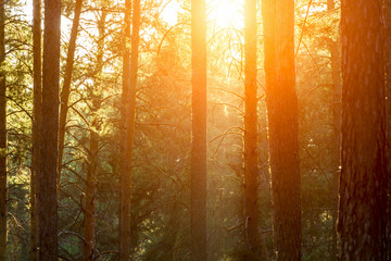 Evening sunset in a pine forest close-up.