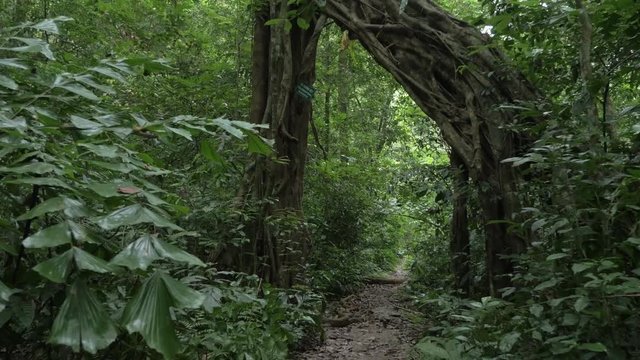 Hiking on trail in Vietnam, POV