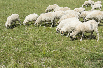 Fototapeta premium Grazing sheep on a meadow.