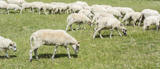 Obraz premium Grazing sheep on a meadow.