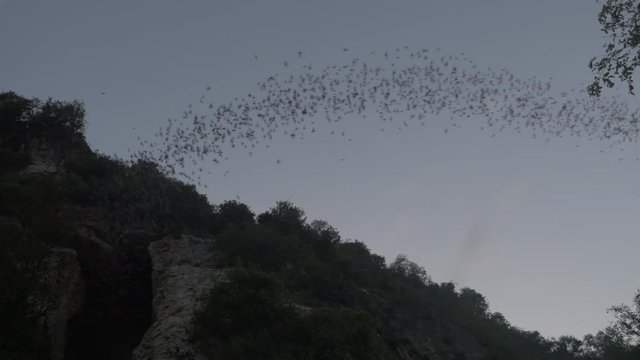Low angle, colony of bats fly from cave in Cambodia