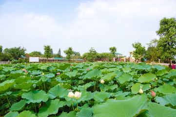 Fototapeta na wymiar Guangzhou China. Lilies