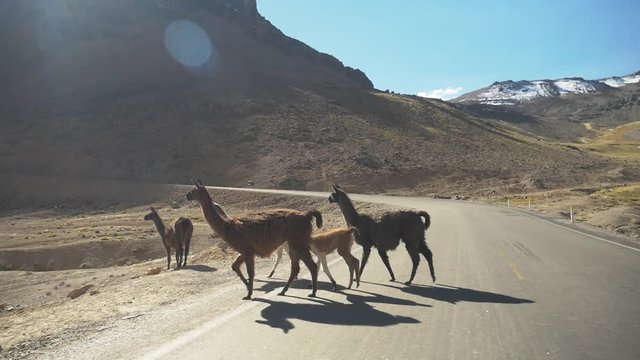 POV, alpacas cross road in Peru