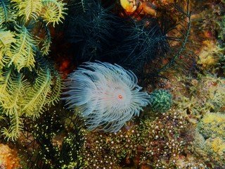 Tube worm