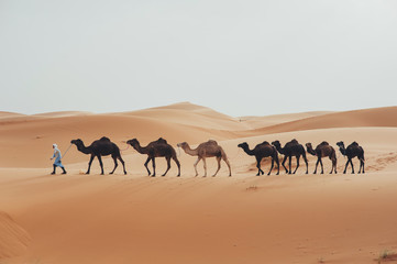 Fototapeta na wymiar Caravan going through the sand dunes in the Sahara Desert, Morocco