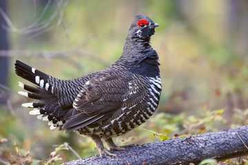 Spruce Grouse male standing on log in the forest,  (Dendragapus Canadensis )