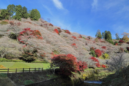 13 Best 川見四季桜の里 Images Stock Photos Vectors Adobe Stock 13 Best 川見四季桜の里 Images Stock Photos Vectors Adobe Stock