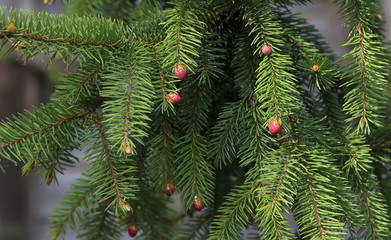 Young purple cone on the fir in the garden. The concept of landscape design.