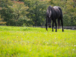 Racehorse grazing on the ranch in Urakawa Town, Hokkaido, Japan. The Hidaka district of Hokkaido is known as the place of production of competition horses in Japan.