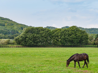 Fototapeta na wymiar Racehorse grazing on the ranch in Urakawa Town, Hokkaido, Japan. The Hidaka district of Hokkaido is known as the place of production of competition horses in Japan.