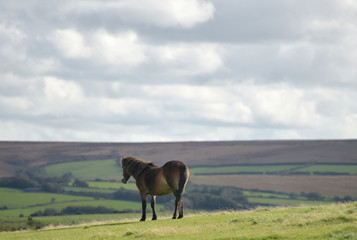 Wild Exmoor ponies on Countisbury, North Devon