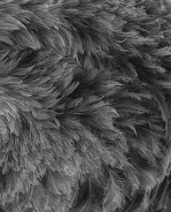 Federn eines Emu mit grauen Schattierungen