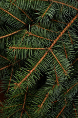 Christmas fir tree on a wooden board. Green spruce branches as a textured background. Green spruce, white spruce, blue spruce.