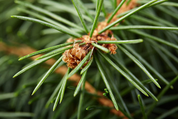 Christmas fir tree on a wooden board. Green spruce branches as a textured background. Green spruce, white spruce, blue spruce.