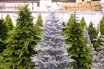 Christmas holidays wallpaper variety of decoration on sale. Christmas trees