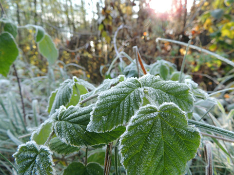 First snow on the green raspberry leaves close up 