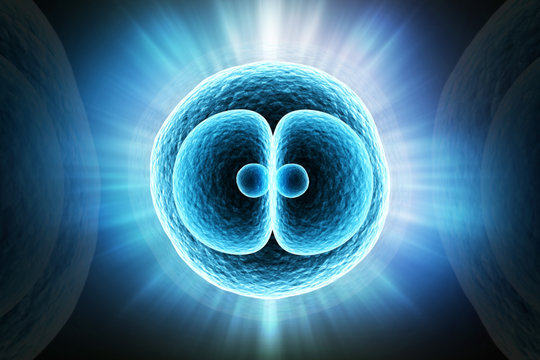 3d rendered Zygote Cell Division isolated on color background