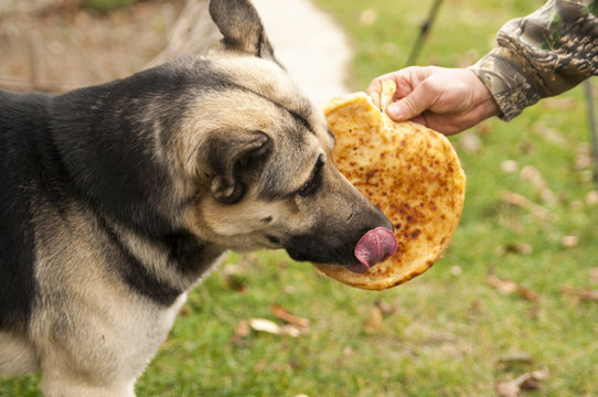 Dog Eating Pie