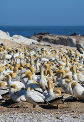 Bird Island, Lambertsbaai