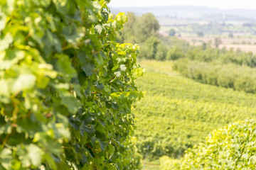 winegrowing scenery in Hohenlohe