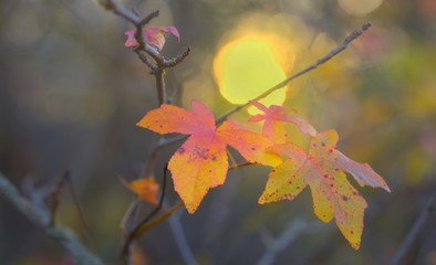 Foliage in autumn