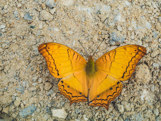 Insect, Butterfly closeup with selective focus on background.