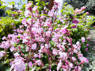 Obraz premium Pink flowers